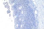 IL-1R1 Antibody in Immunohistochemistry (Paraffin) (IHC (P))