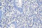 IL-1R1 Antibody in Immunohistochemistry (Paraffin) (IHC (P))
