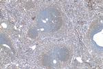 IL-1R1 Antibody in Immunohistochemistry (Paraffin) (IHC (P))