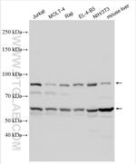 IL-1R1 Antibody in Western Blot (WB)