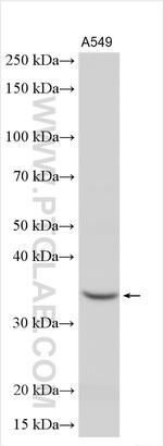 Follistatin Antibody in Western Blot (WB)