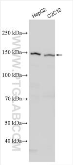 ULK1 Antibody in Western Blot (WB)