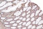GLTSCR2 Antibody in Immunohistochemistry (Paraffin) (IHC (P))