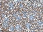 AP50 Antibody in Immunohistochemistry (Paraffin) (IHC (P))