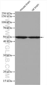 AP50 Antibody in Western Blot (WB)