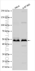 CHI3L2 Antibody in Western Blot (WB)