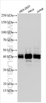 OTULIN Antibody in Western Blot (WB)