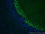 RGS8 Antibody in Immunohistochemistry (PFA fixed) (IHC (PFA))