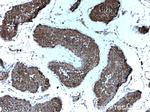 PRKACA Antibody in Immunohistochemistry (Paraffin) (IHC (P))
