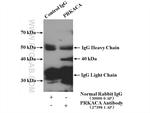 PRKACA Antibody in Immunoprecipitation (IP)
