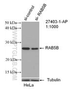 RAB5B Antibody in Western Blot (WB)