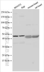 PDCD1LG2/PD-L2 Antibody in Western Blot (WB)