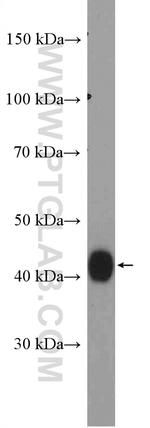 HLA-E Antibody in Western Blot (WB)