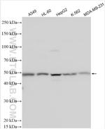 SOX4 Antibody in Western Blot (WB)