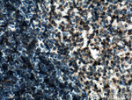 TSEPA Antibody in Immunohistochemistry (Paraffin) (IHC (P))