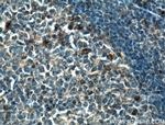 TSEPA Antibody in Immunohistochemistry (Paraffin) (IHC (P))