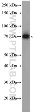 TSEPA Antibody in Western Blot (WB)