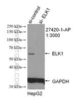 ELK1 Antibody in Western Blot (WB)