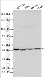 WDR91 Antibody in Western Blot (WB)