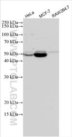 TXNIP Antibody in Western Blot (WB)