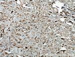 BRAP Antibody in Immunohistochemistry (Paraffin) (IHC (P))