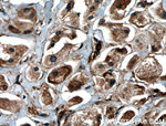 BRAP Antibody in Immunohistochemistry (Paraffin) (IHC (P))
