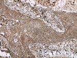 BRAP Antibody in Immunohistochemistry (Paraffin) (IHC (P))