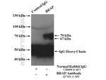 BRAP Antibody in Immunoprecipitation (IP)