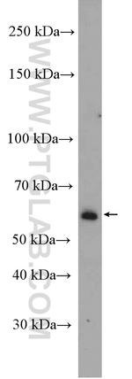 BRAP Antibody in Western Blot (WB)