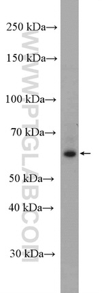 BRAP Antibody in Western Blot (WB)