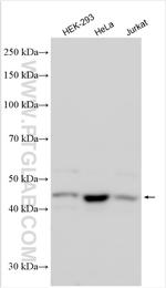 TUBD1 Antibody in Western Blot (WB)