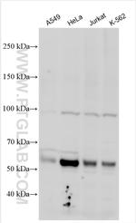 NKAP Antibody in Western Blot (WB)