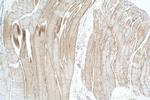 SULF1 Antibody in Immunohistochemistry (Paraffin) (IHC (P))