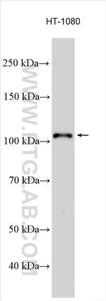 SULF1 Antibody in Western Blot (WB)