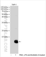 MIP-1 alpha/CCL3 Antibody in Western Blot (WB)