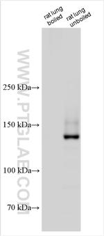 SGK196 Antibody in Western Blot (WB)