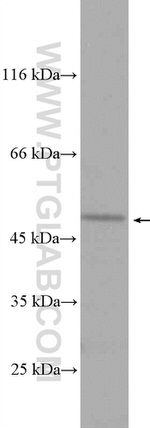 SELENBP1 Antibody in Western Blot (WB)
