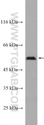 SELENBP1 Antibody in Western Blot (WB)