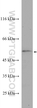 SELENBP1 Antibody in Western Blot (WB)
