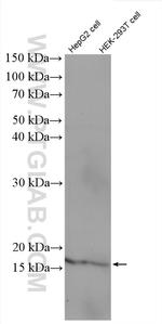MED9 Antibody in Western Blot (WB)
