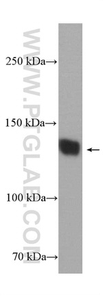 CACNA2D1 Antibody in Western Blot (WB)