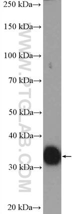 GDF15 Antibody in Western Blot (WB)