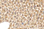 PLCB2 Antibody in Immunohistochemistry (Paraffin) (IHC (P))