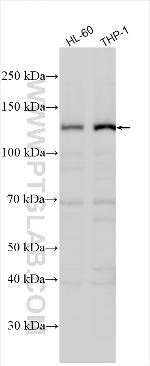 PLCB2 Antibody in Western Blot (WB)