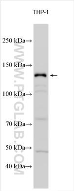 PLCB2 Antibody in Western Blot (WB)