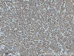 HERC2 Antibody in Immunohistochemistry (Paraffin) (IHC (P))