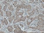 HERC2 Antibody in Immunohistochemistry (Paraffin) (IHC (P))