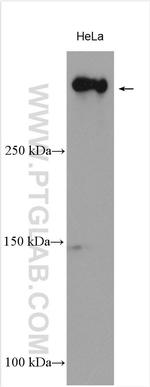 HERC2 Antibody in Western Blot (WB)