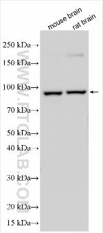 HSD17B12 Antibody in Western Blot (WB)