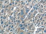 TRIM8 Antibody in Immunohistochemistry (Paraffin) (IHC (P))